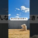 ｴｯﾎｴｯﾎ…🦉 #かわいい犬 #可愛い #ふわふわ犬 #トイプードル #マルプー #癒し #ペット動画 #子犬 #パピー #もふもふ #走る犬 #pets #犬のいる生活 #doglover