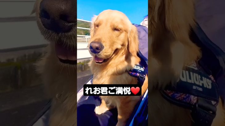 ご満悦❤️ペットカート✨#ゴールデンレトリバー#可愛い#癒し#宝物#puppy#子犬#日常#パピー#レオ#９ヵ月#happy#笑顔#動物#金毛犬#幸せ#goldenretriever#おもしろ#大型犬