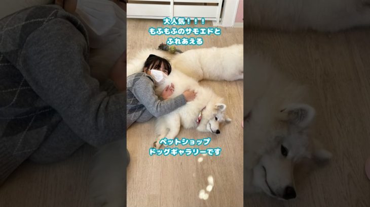 大人気！サモエドとふれあえるペットショップ♡ #ドッグギャラリー山形 #サモエド #サモエドスマイル #samoyed #萨摩耶犬 #사모예드　#cutedog #shorts #yamagata