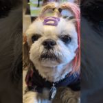 #shihtzu  某ﾍﾟｯﾄ撮影会のﾓﾃﾞﾙに抜擢されて…ご機嫌な赤髪らむね①  #可愛い #シーズー #かわいい #cute #pet