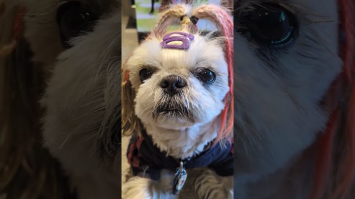 #shihtzu  某ﾍﾟｯﾄ撮影会のﾓﾃﾞﾙに抜擢されて…ご機嫌な赤髪らむね①  #可愛い #シーズー #かわいい #cute #pet