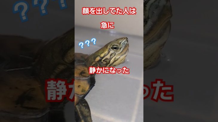 あの人なんだ静になったの？#short#亀#ペット#ウンキュウ#可愛い#流行る#人気#バズる#サンルーフ#おもしろい#爆笑#意味が分かると怖い #N-BOX#かめ