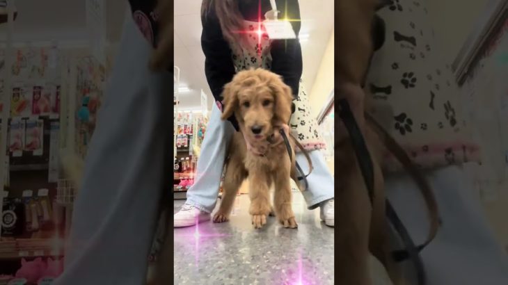 元気すぎるゴールデンドゥードゥル❤️ご家族募集中 🐩【横浜ペットショップ ベルドック】#shorts #犬のいる暮らし #ゴールデンドゥードル  #大型犬のいる生活