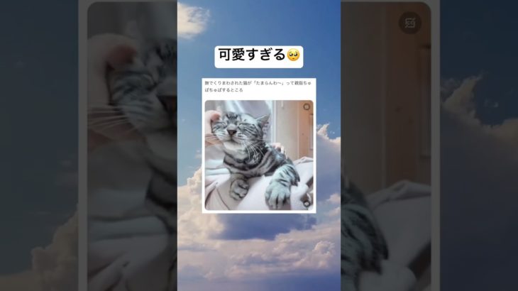 最後まで見て🥺　#shorts #おもしろ #猫 #ペット #癒し