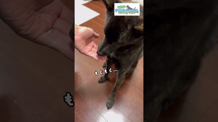 甲斐犬やぶ、納豆に初挑戦！ #shorts #ペット #甲斐犬 #甲斐犬やぶ #愛犬