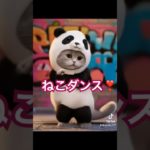 ねこダンス❣️#ねこ#ダンス#可愛い#ペット#shorts
