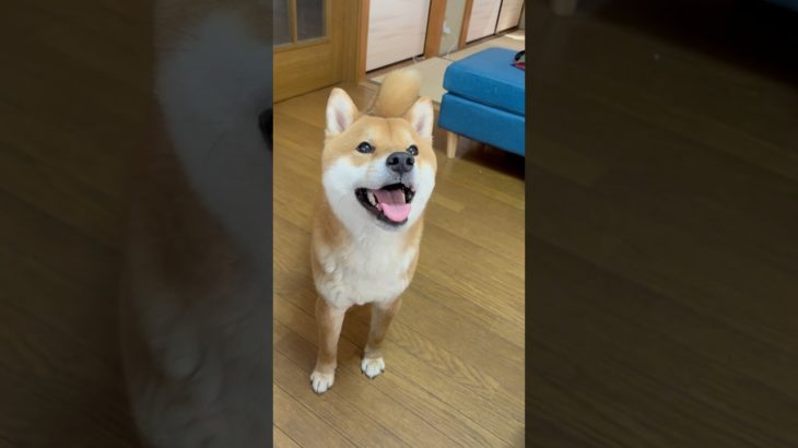 にこにこカイ🎶 #柴犬 #かわいい #いぬのいる生活 #ペット #犬のいる暮らし #おもしろ動画 #shorts