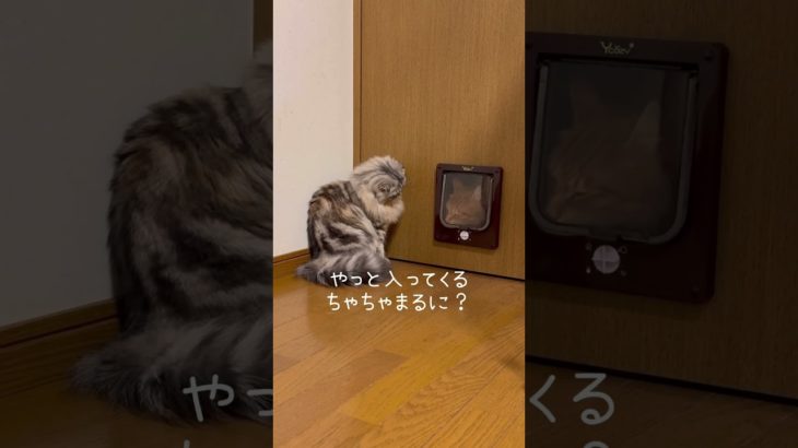 ペットドア監視委員長もなか🐱　#保護猫 #ねこ #猫のいる生活 #shorts #cat #猫動画 #squidgame #ペットドア #スコティッシュフォールド