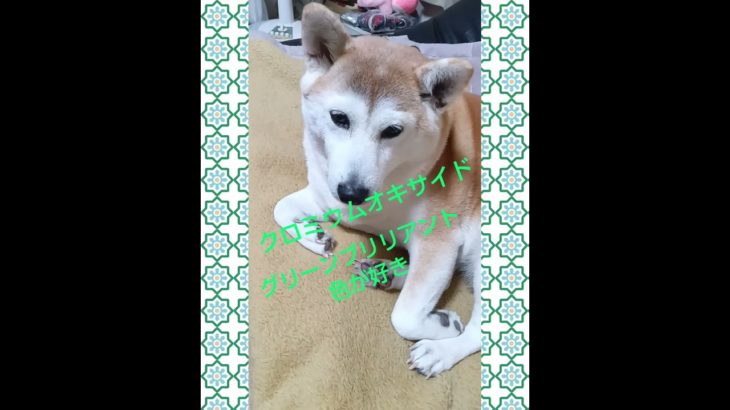 どんな色が好き!?柴犬アンちゃん＃shorts＃shibainu＃柴犬＃ペット＃癒し犬＃犬のいる暮らし＃アフレコ