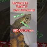 ウマい唐揚げ店発見したよ！#short#亀#ペット#ウンキュウ#可愛い#流行る#人気#バズる#turtle #爬虫類 #かめ#唐揚げ#公園#恐怖#怖い#歌#意味が分かると怖い