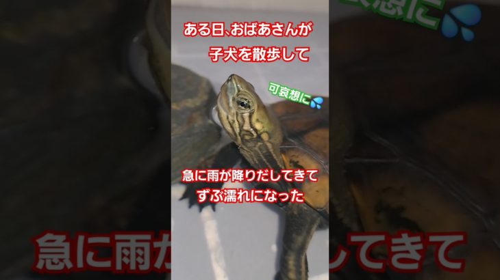 今すぐ暖めてあげるからね🐢#short#亀#ペット#ウンキュウ#可愛い#流行る#人気#turtle #爬虫類 #子犬#寒い#電子レンジ#怖い#歌#恐怖#助けて#意味が分かると怖い #かめ