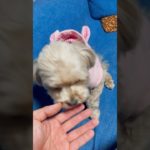 かわいいだけじゃ……？#わんこ動画 #わんこ #マルプー #ペット