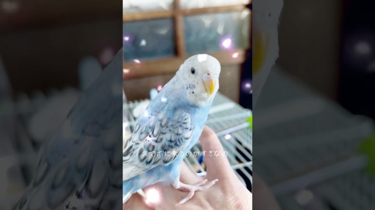 #セキセイインコ #インコ #ペット