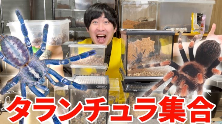 ペットのタランチュラ達をまとめてお見せします