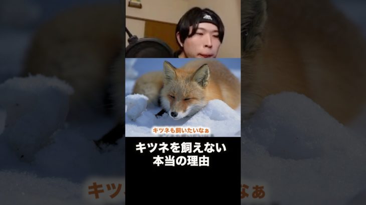 キツネをペットにできない本当の理由