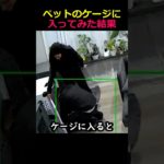 ペットのケージに入ってみた結果