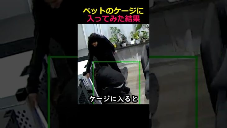 ペットのケージに入ってみた結果