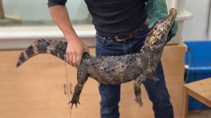６年ぶりにペットのワニの身体測定をした結果・・・