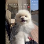 風太の一日#ペット #ポメラニアン #いぬのいる生活 #癒し #犬好き #愛犬 #いぬのきもち #いぬ #いぬすたぐらむ #ペットのいる暮らし #ペット動画 #犬好きさんと繋がりたい #ペット犬