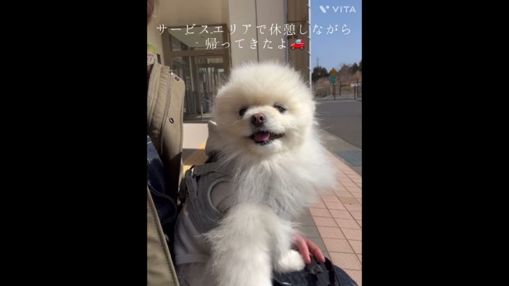 風太の一日#ペット #ポメラニアン #いぬのいる生活 #癒し #犬好き #愛犬 #いぬのきもち #いぬ #いぬすたぐらむ #ペットのいる暮らし #ペット動画 #犬好きさんと繋がりたい #ペット犬