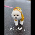 雨☂️#ペット #ポメラニアン #いぬのいる生活 #犬好き #愛犬 #いぬ #いぬのきもち #いぬすたぐらむ #ペットのいる暮らし #ペット犬 #犬好きさんと繋がりたい #犬 #ぽめ #癒し #雨