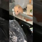 睡眠不足なのに脱走するキンクマハムスター🐹🐮#ペット　#かわいい  #癒し