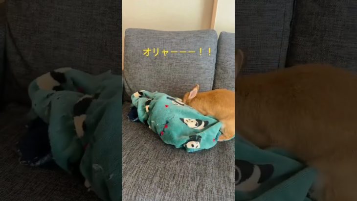 ローリングするうさぎ　#うさぎ #ウサギ #ペット