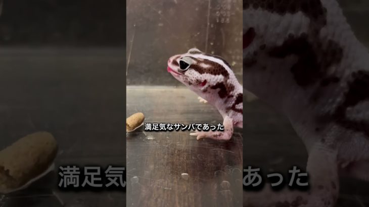 【ショート】床ドンする我が家のヤモリ　#ニシアフ #爬虫類 #ペット