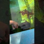 🐢「カイヌシ……ダヨネ？」#ペット#癒し #春