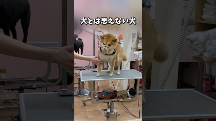 犬とは思えない豆千代くん🐾 #ペットサロン #トリミング#柴犬 #豆柴