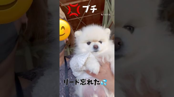 ママの忘れ物😅#ペット #ポメラニアン #いぬのいる生活 #癒し #犬好き #愛犬 #犬好きさんと繋がりたい #いぬのきもち #いぬ #いぬすたぐらむ #いぬとの暮らし #ペット動画 #犬