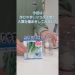 ペットボトル水耕栽培やってみました！#サラダ水菜 #大葉 #ペットボトル #水耕栽培