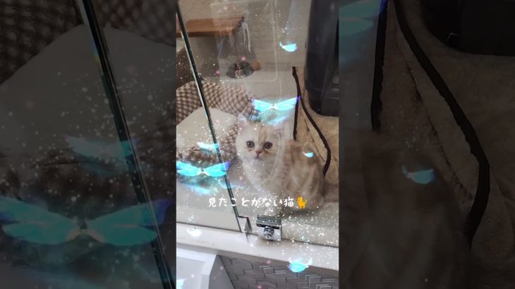 【ペットショップに行ってみた】#マルチーズ#ミヌエット