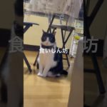 #猫 #ねこ #猫のいる暮らし #ねこのいる生活 #ペット #広島 #おすすめ