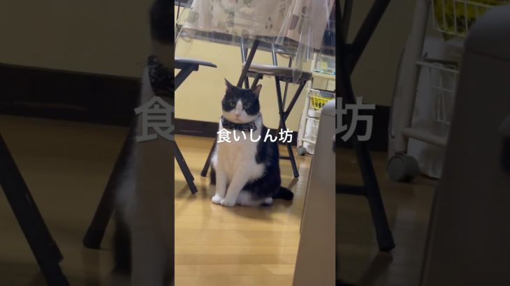 #猫 #ねこ #猫のいる暮らし #ねこのいる生活 #ペット #広島 #おすすめ