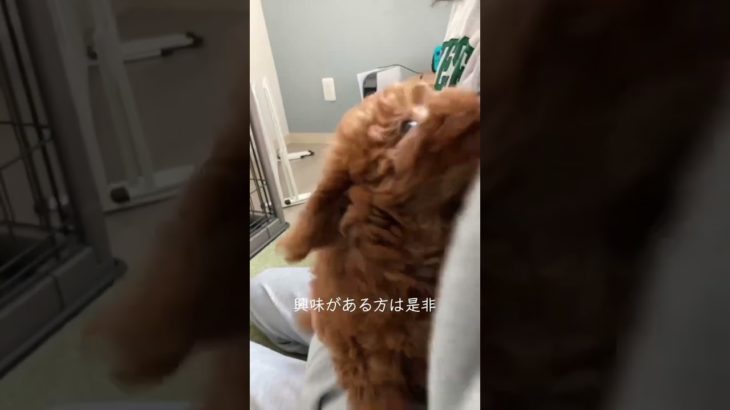 君が初めてうちに来たあの日#トイプードル #ペット #犬