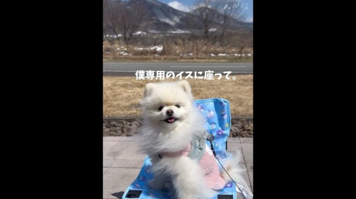 お出かけ。#ペット #ポメラニアン #いぬのいる生活 #犬好き #愛犬 #犬好きさんと繋がりたい #いぬすたぐらむ #いぬ #いぬのきもち #ペットのいる暮らし #ペット動画 #いぬとの暮らし #犬