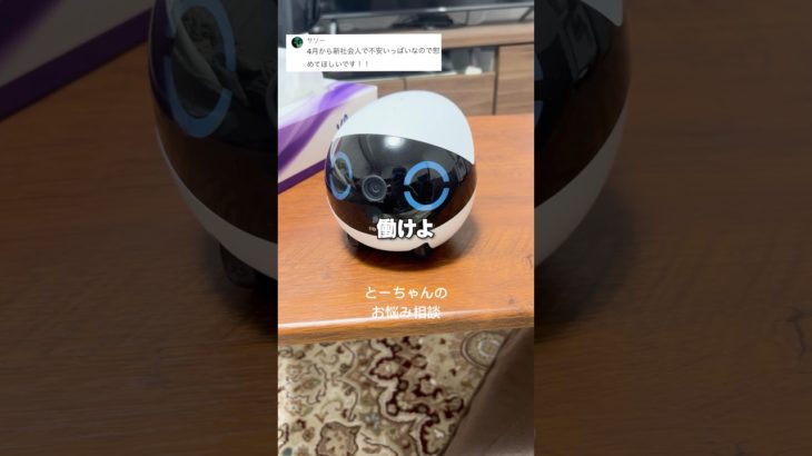 結論「働け」でした。#ペットカメラ #ロボとーちゃん #一人暮らし #見守りカメラ