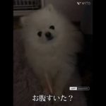 お返事できるモン #ペット #ポメラニアン #いぬのいる生活 #癒し #可愛い #ぽめすたぐらむ #愛犬 #犬好き #犬好きさんと繋がりたい #ペットのいる暮らし #ペット動画 #いぬすたぐらむ