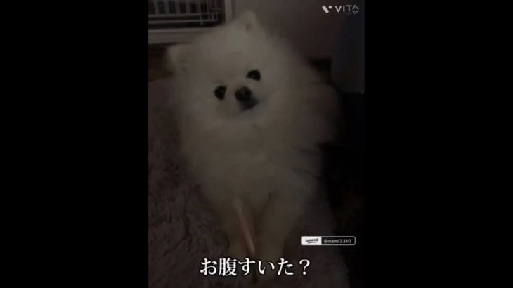 お返事できるモン #ペット #ポメラニアン #いぬのいる生活 #癒し #可愛い #ぽめすたぐらむ #愛犬 #犬好き #犬好きさんと繋がりたい #ペットのいる暮らし #ペット動画 #いぬすたぐらむ