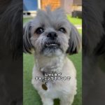 番外編　ペット紹介　#ペット #ペットのいる暮らし #犬 #猫 #コーギー #チワシーズー #保護猫