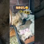 なかよし　耳掃除？😅　#リチャードソンジリス #ペット #リス #かわいい