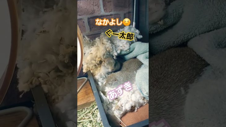 なかよし　耳掃除？😅　#リチャードソンジリス #ペット #リス #かわいい