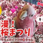 【キャンピングカーで車中泊】春爛漫！ペットと河津桜まつり＆素戔嗚神社でお雛様の段飾り【おしゃべりモモイロインコの春ちゃん】