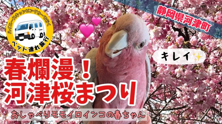 【キャンピングカーで車中泊】春爛漫！ペットと河津桜まつり＆素戔嗚神社でお雛様の段飾り【おしゃべりモモイロインコの春ちゃん】