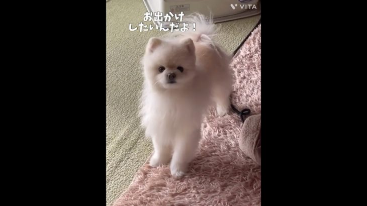 お水の美味しい場所#ペット #ポメラニアン #いぬのいる生活 #癒し #犬好き #ぽめすたぐらむ #いぬすたぐらむ #犬好きな人と繋がりたい #いぬ #愛犬 #ペット #ペットのいる暮らし #犬