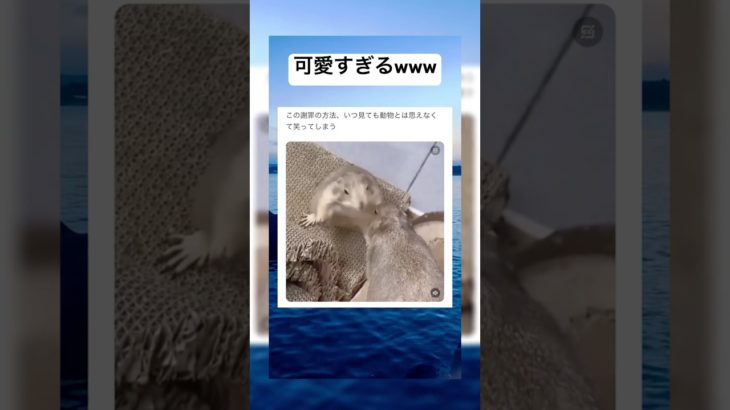 謝罪が可愛すぎる動物www #shorts #おもしろ #動物 #ペット #謝罪