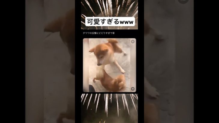 チワワの反撃にビビる犬www #shorts #おもしろ #犬 #ペット #リアクション
