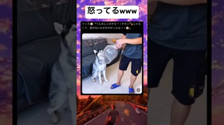 リアクション可愛すぎるwww #shorts #おもしろ #ペット #犬 #おなら
