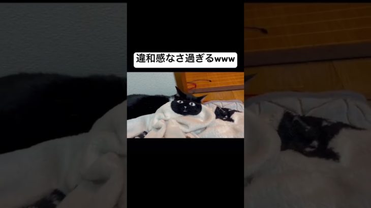 これは結構わからんwww #shorts #おもしろ #猫 #ペット #タオル